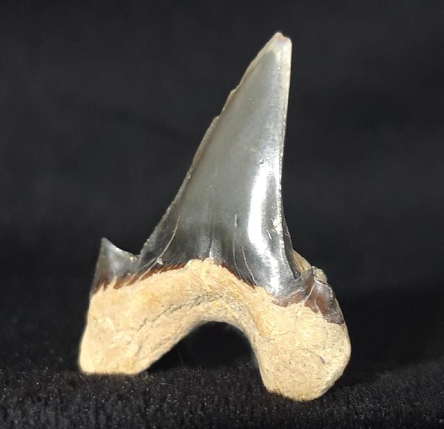 Cretalamna borealis (PRIEM 1897) - Bild &copy; FossNet FossilienStore